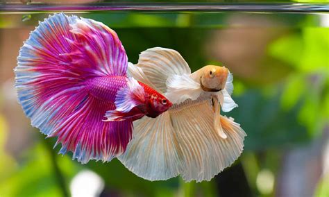 6 Critical Things to Know Before Putting Betta Fish and Goldfish .